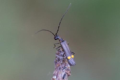 Réf. 257 129 : Malthodes sp.